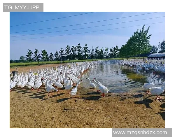 千万只白鹅迁徙六安助力百亿羽球羽绒产业腾飞 千万只白鹅迁徙六安助力百亿羽球羽绒产业腾飞
